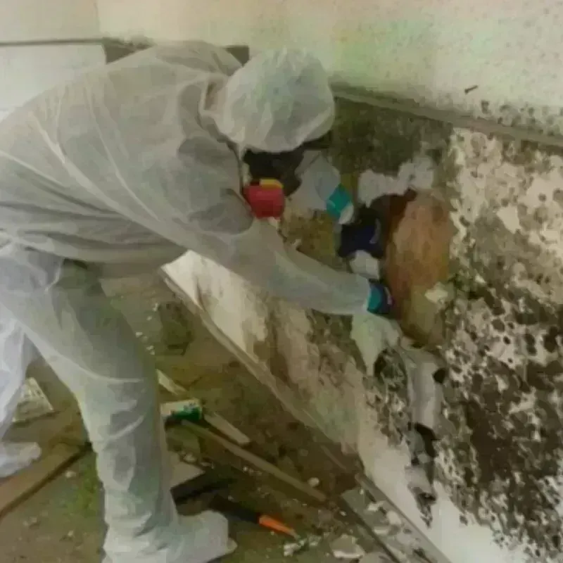 Mold Remediation and Removal in Portage, PA